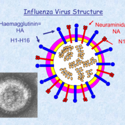 H7n9