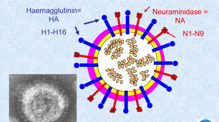 H7n9