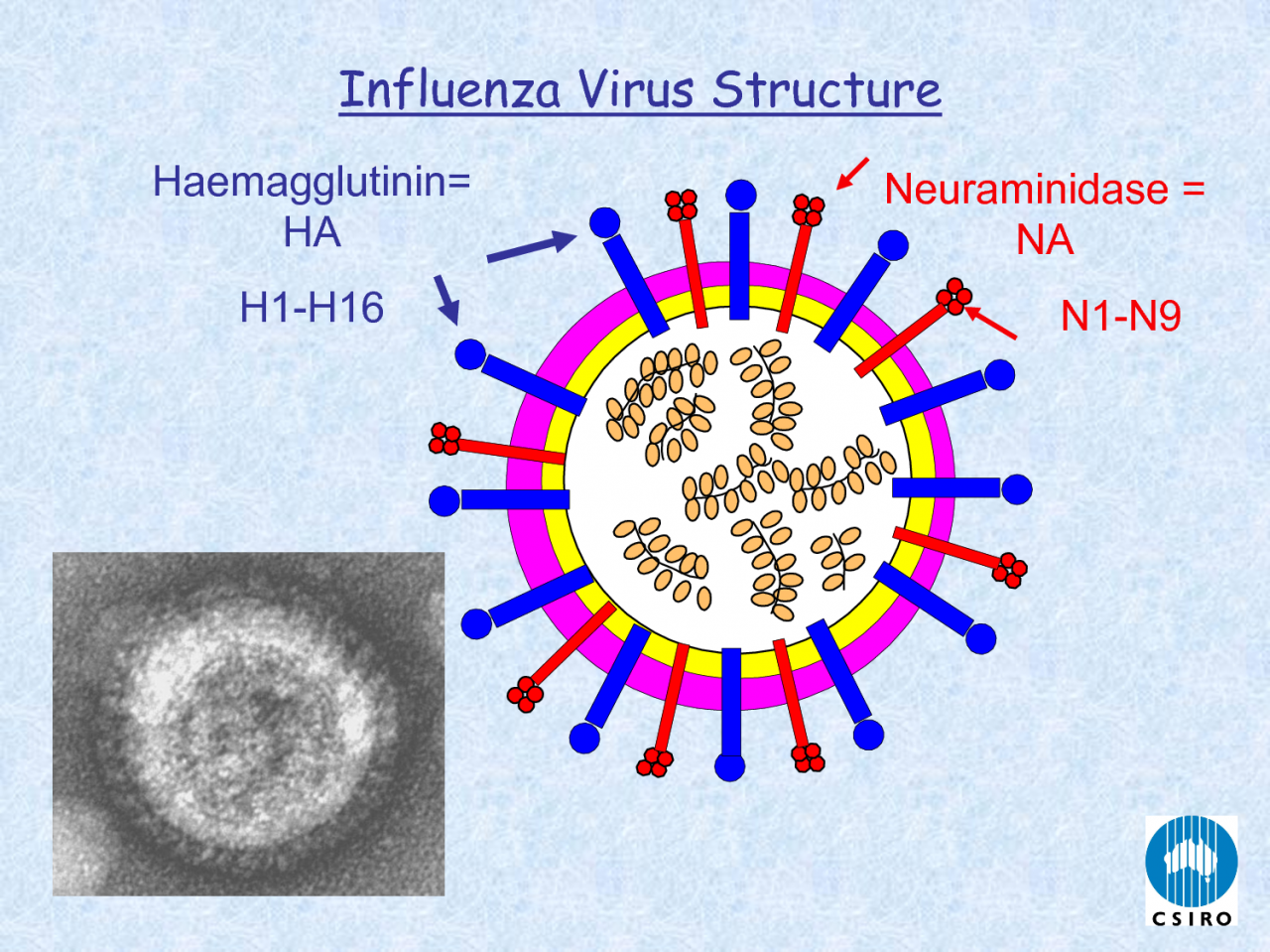 H7n9